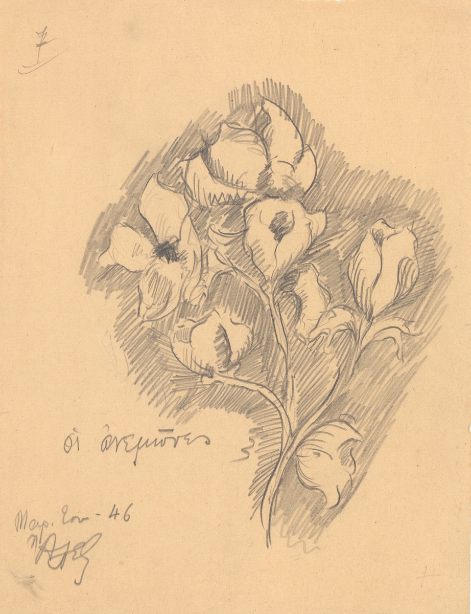 Anemones