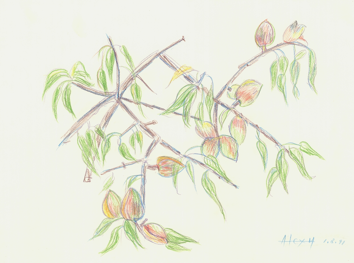 Almonds -1-
