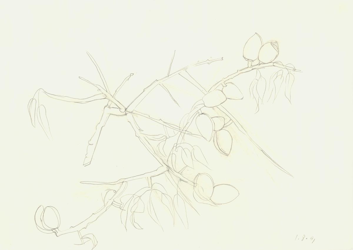 Almonds -2-